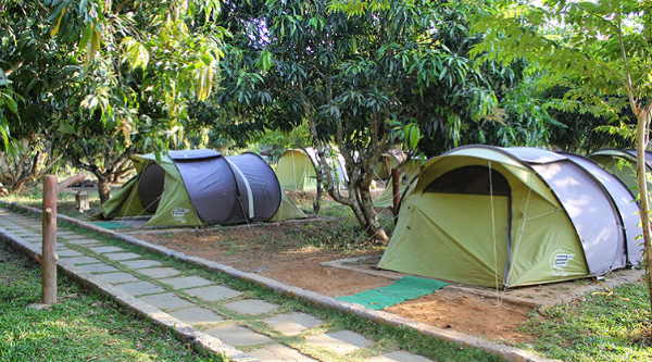 Dandeli Jungle Camp-stay Wild