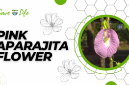 pink Aparajita flower
